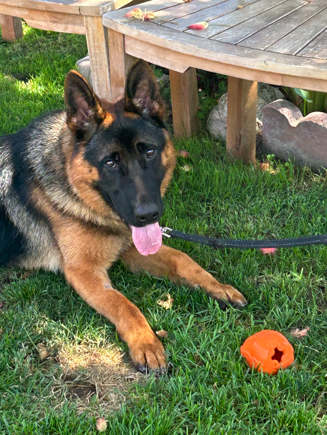 Milo German Shepard Available For Adoption