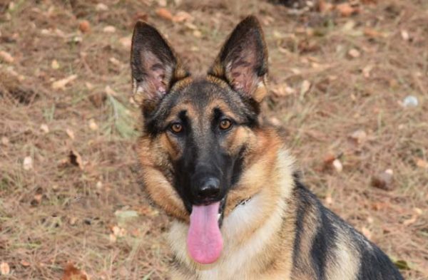 Nova