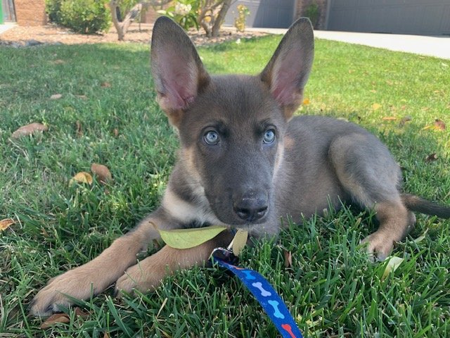 bruin-2 Bruin