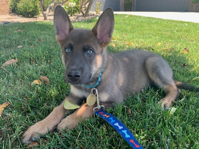 bruin-3 Bruin Male German Shepherd Available for Adoption