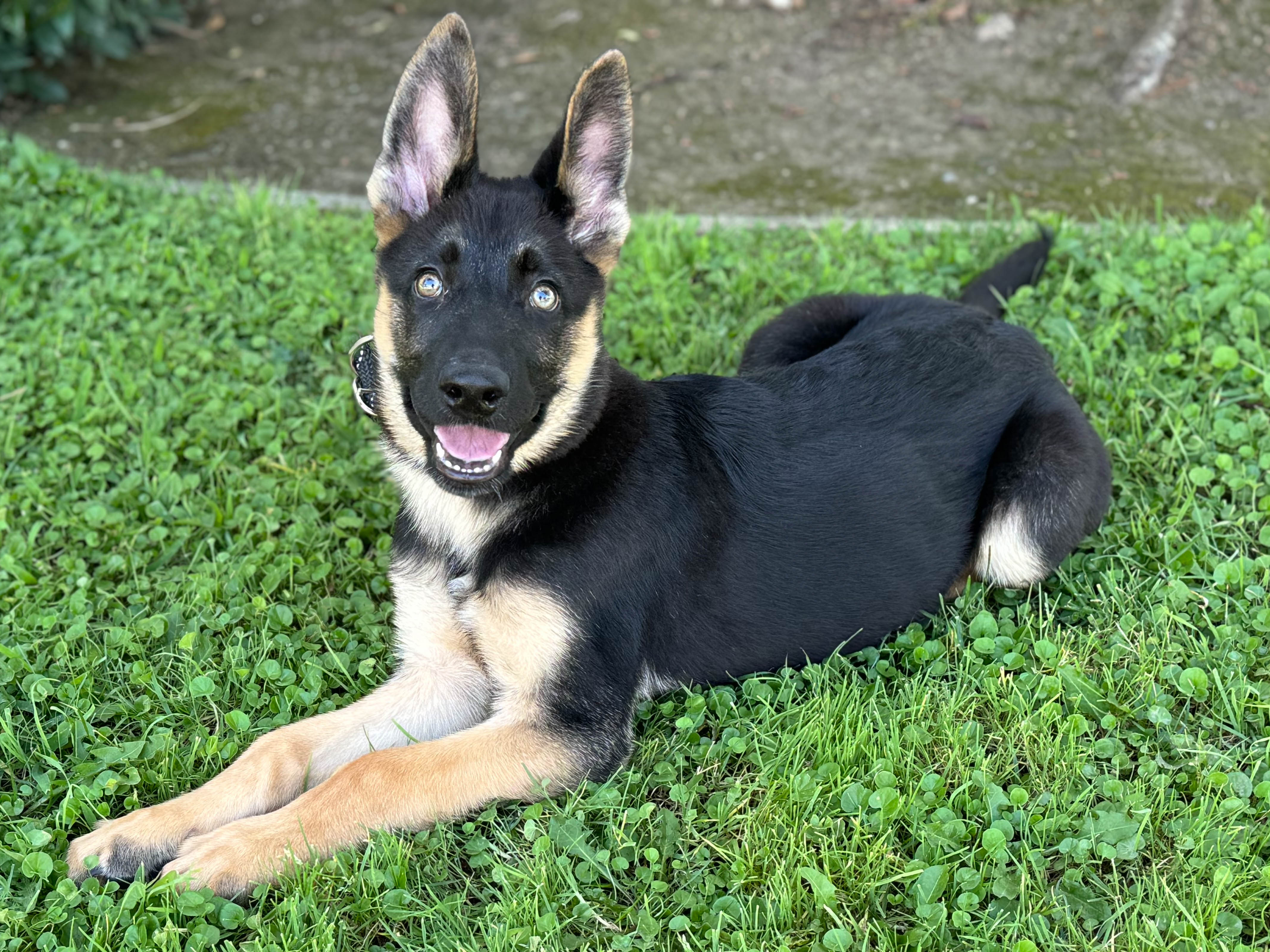 Bobby Male German Shepherd Available for Adoption