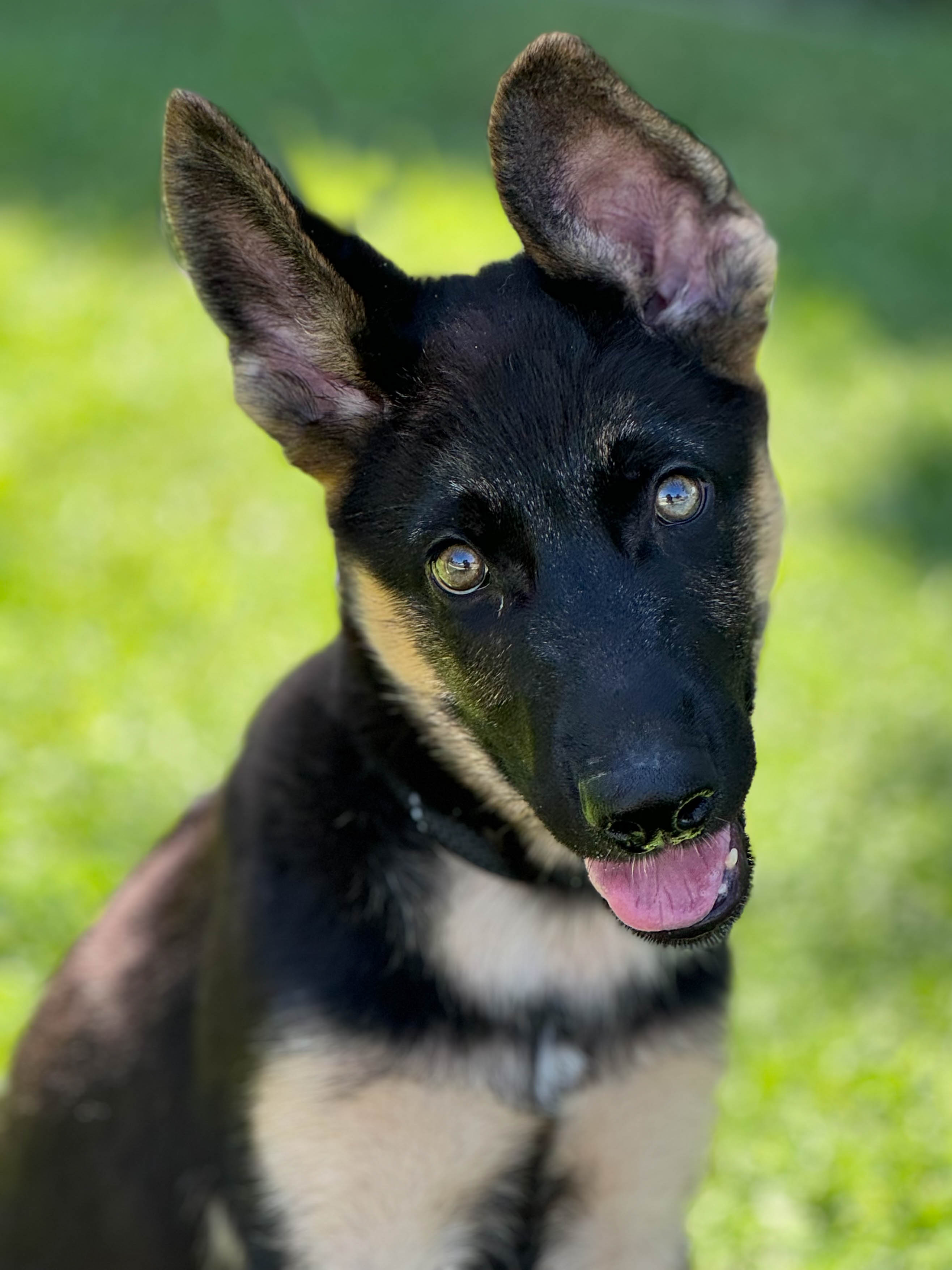 Bobby Male German Shepherd Available for Adoption