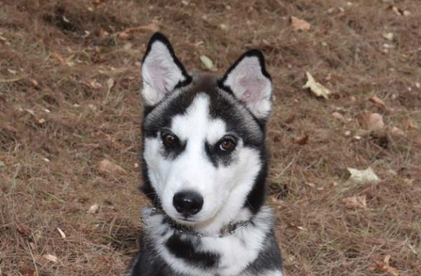 Duke