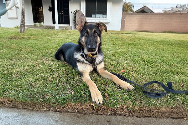 Kendall5 Kendall Female German Shepherd Available for Adoption