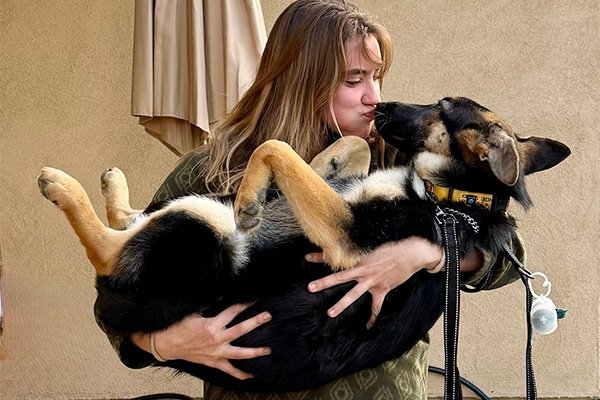 Kendall6 Kendall Female German Shepherd Available for Adoption