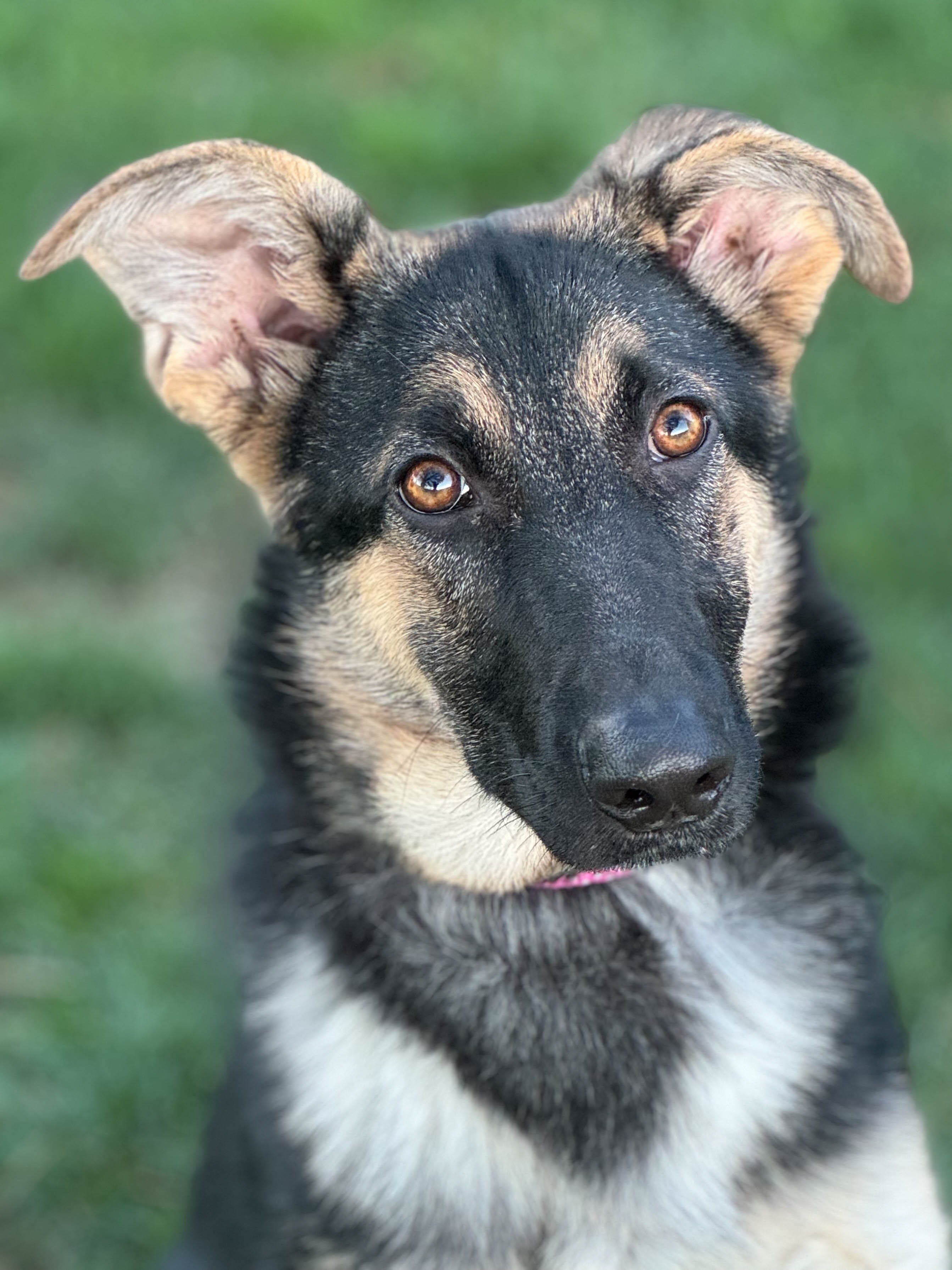 Kendall2 Kendall Available for Adoption