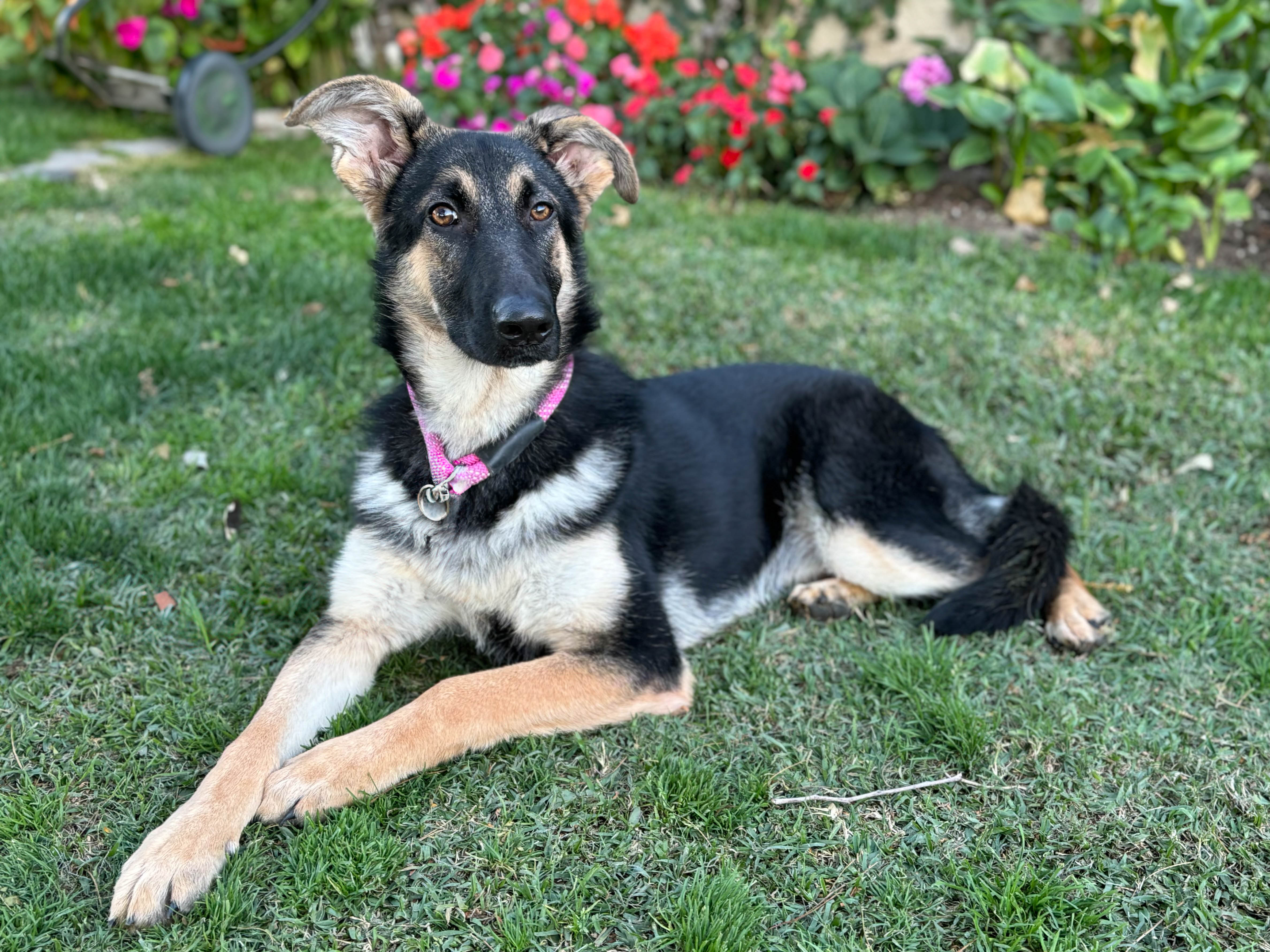 Kendall5 Kendall Available for Adoption