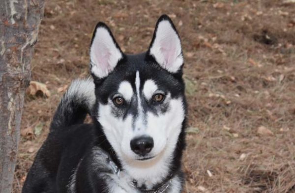 Kodiak