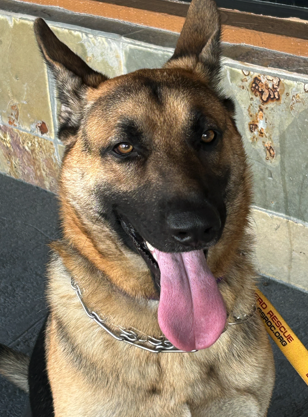Bear Male German Shepherd Available for Adoption