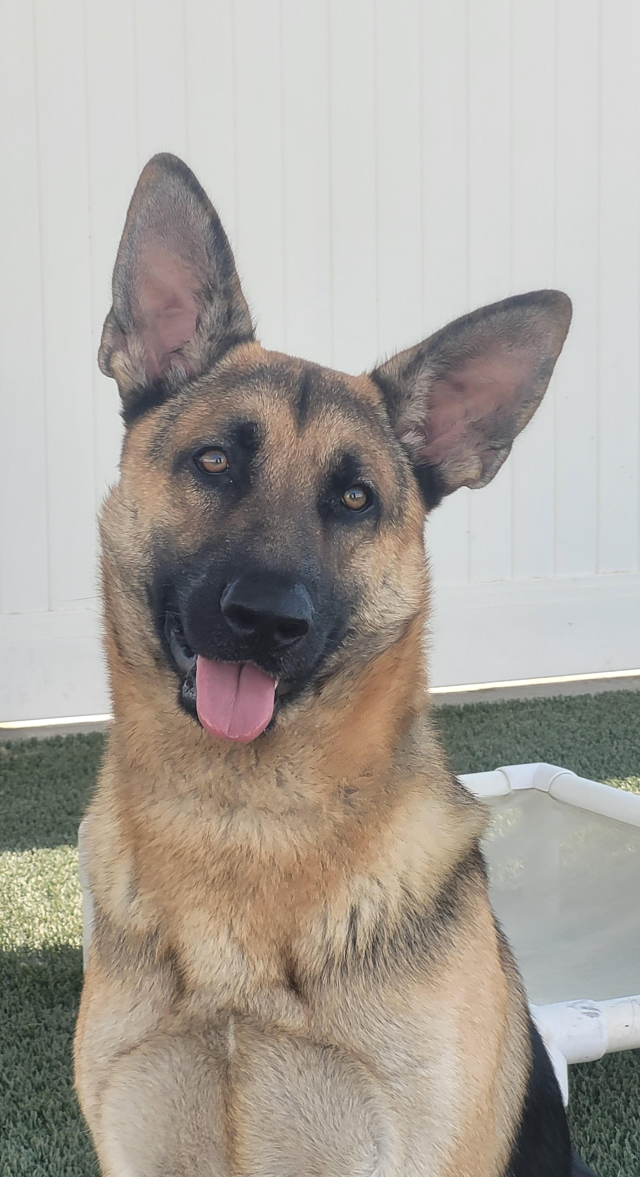Bear Male German Shepherd Available for Adoption