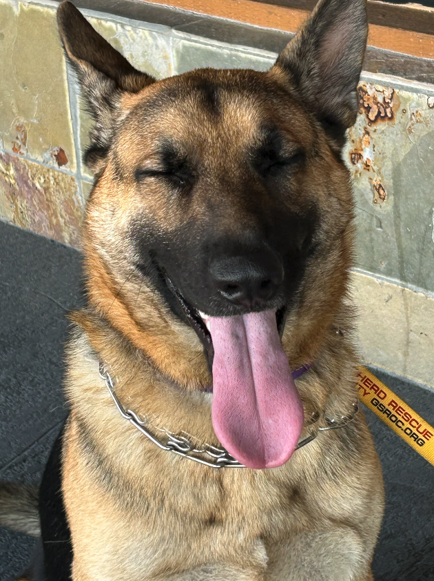 Bear Male German Shepherd Available for Adoption