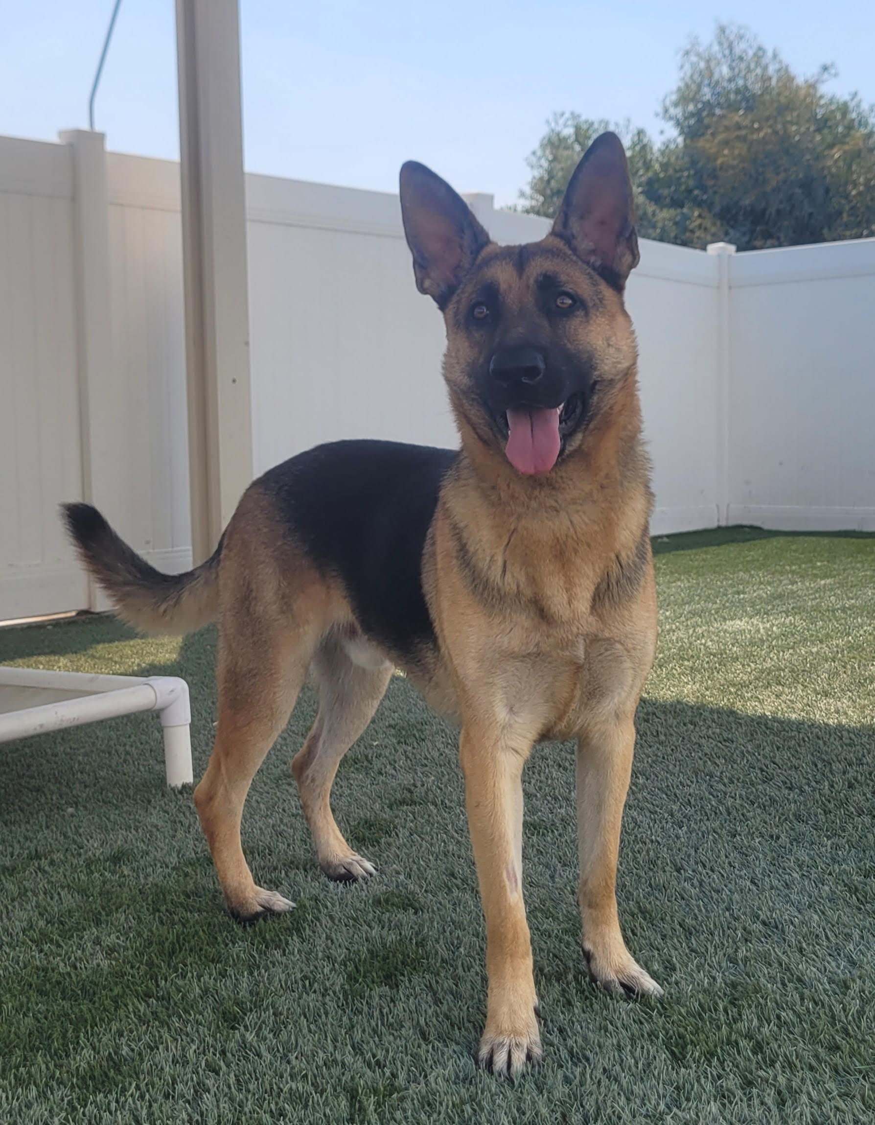 Bear Male German Shepherd Available for Adoption