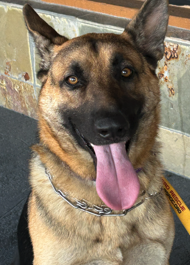 Bear Male German Shepherd Available for Adoption