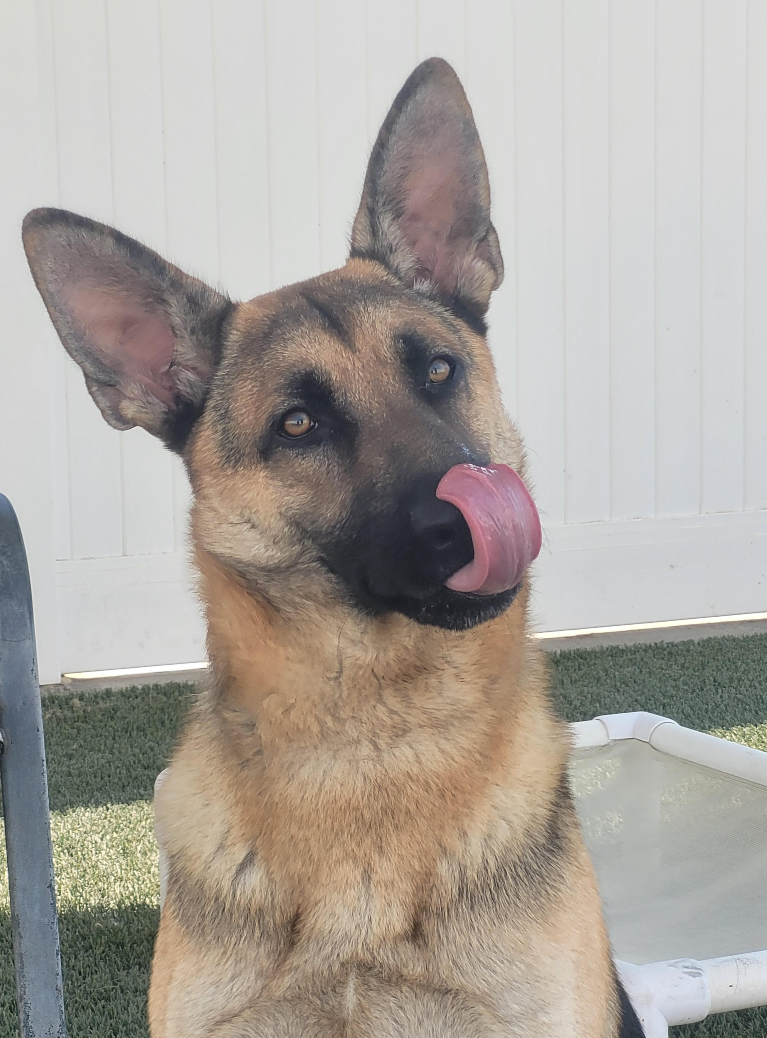 Bear Male German Shepherd Available for Adoption