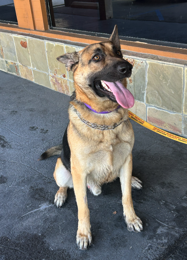 Bear Male German Shepherd Available for Adoption
