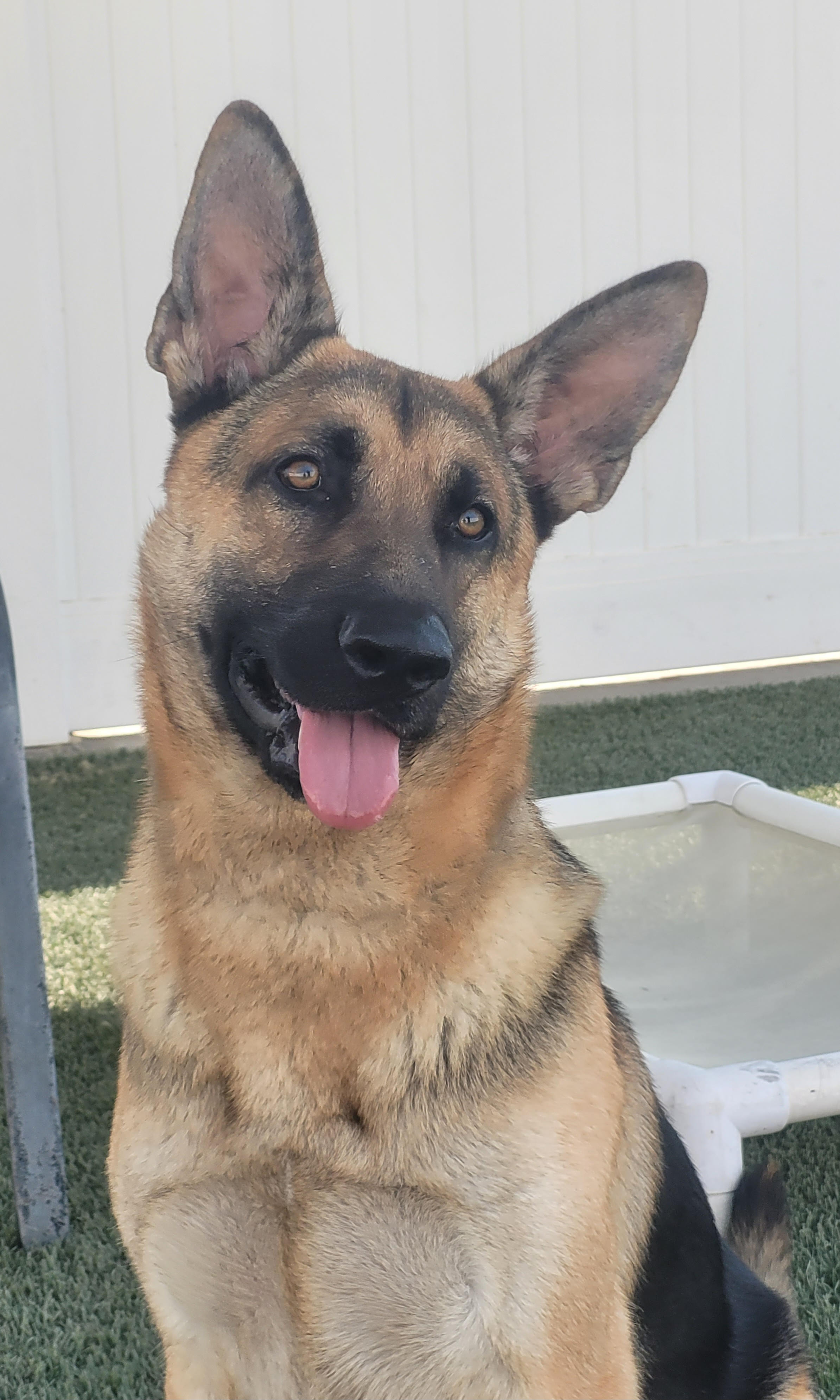Bear Male German Shepherd Available for Adoption