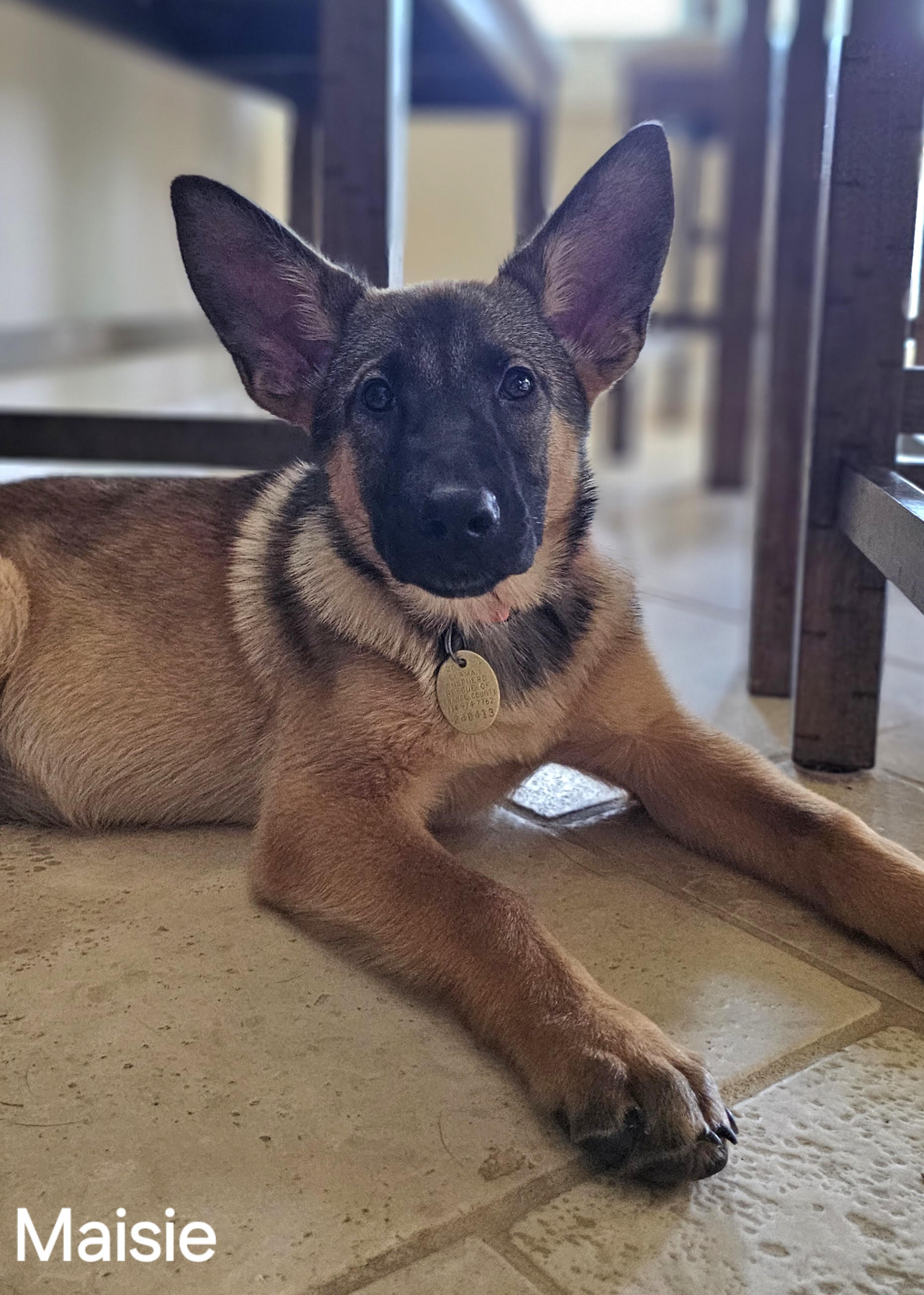 Maisie German Shepherd Puppy Available for Adoption