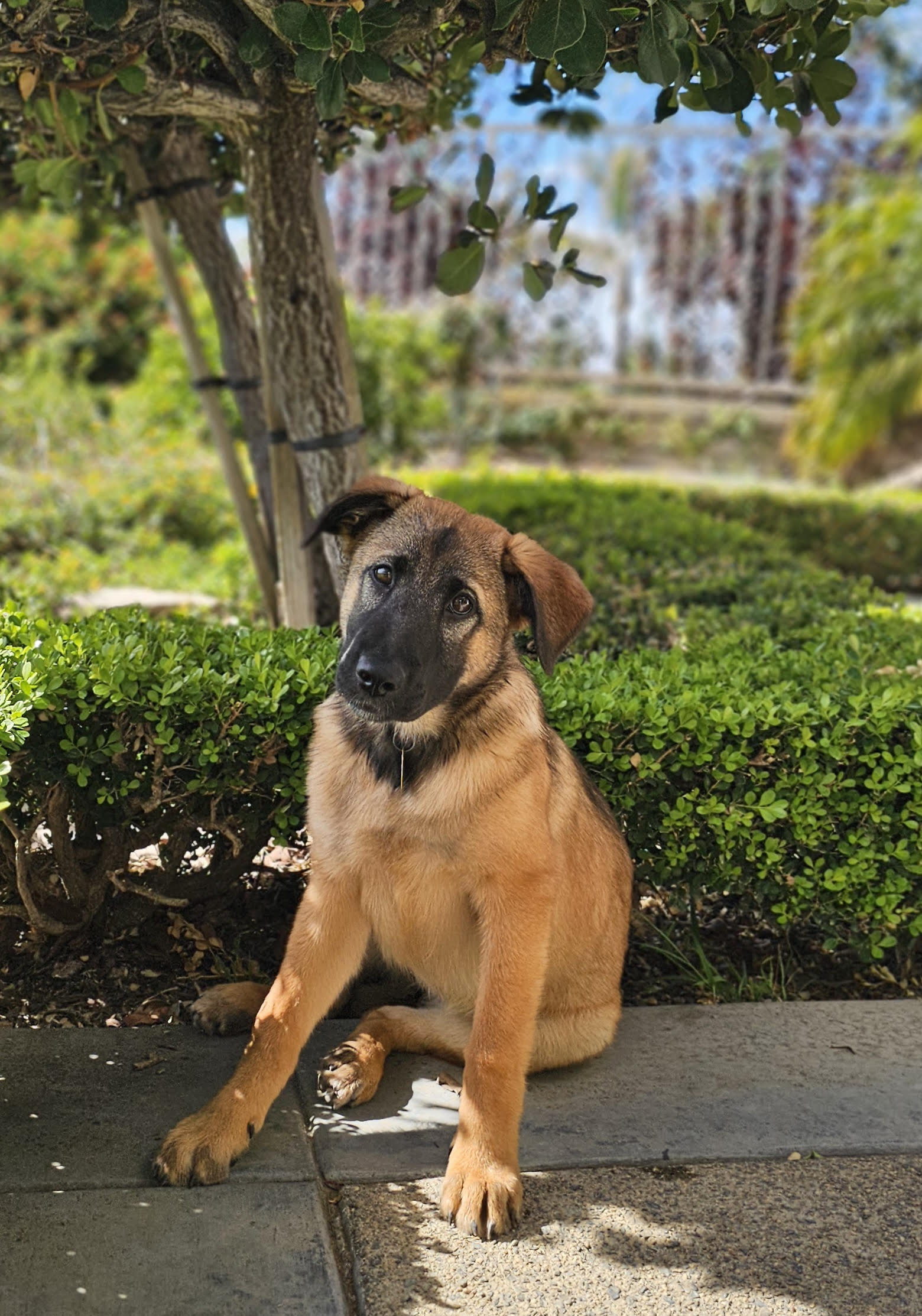 Margie German Shepherd Puppy Available for Adoption