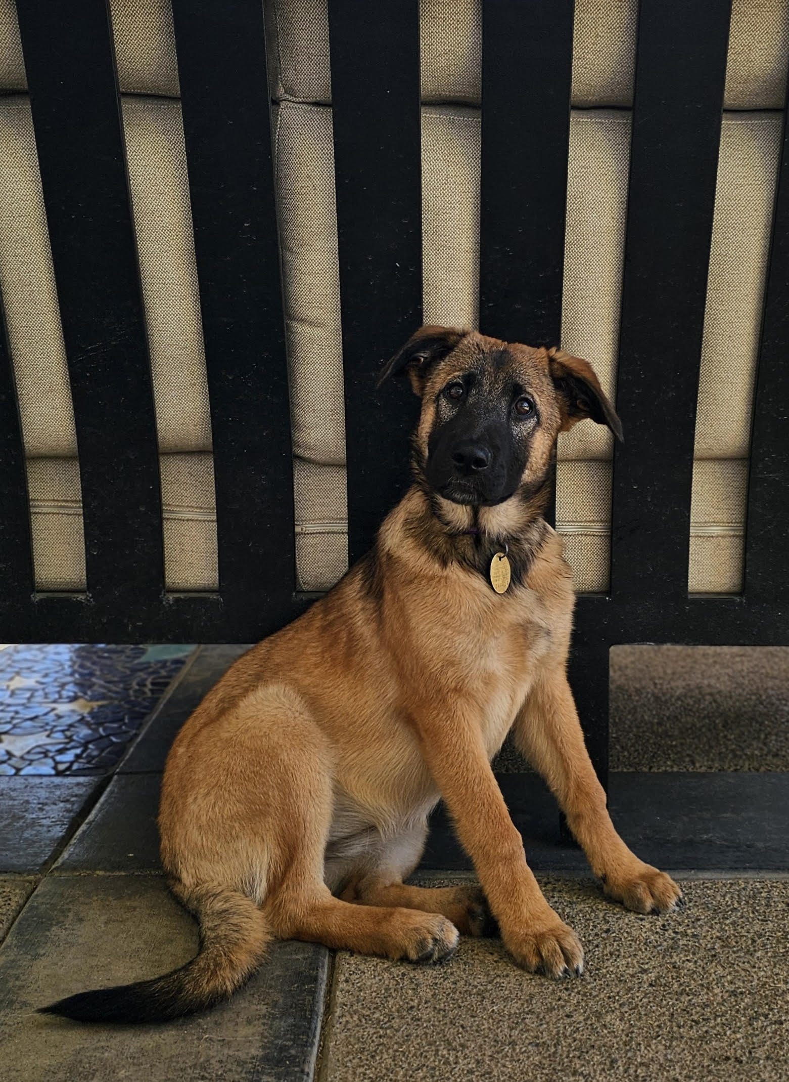 Margie German Shepherd Puppy Available for Adoption
