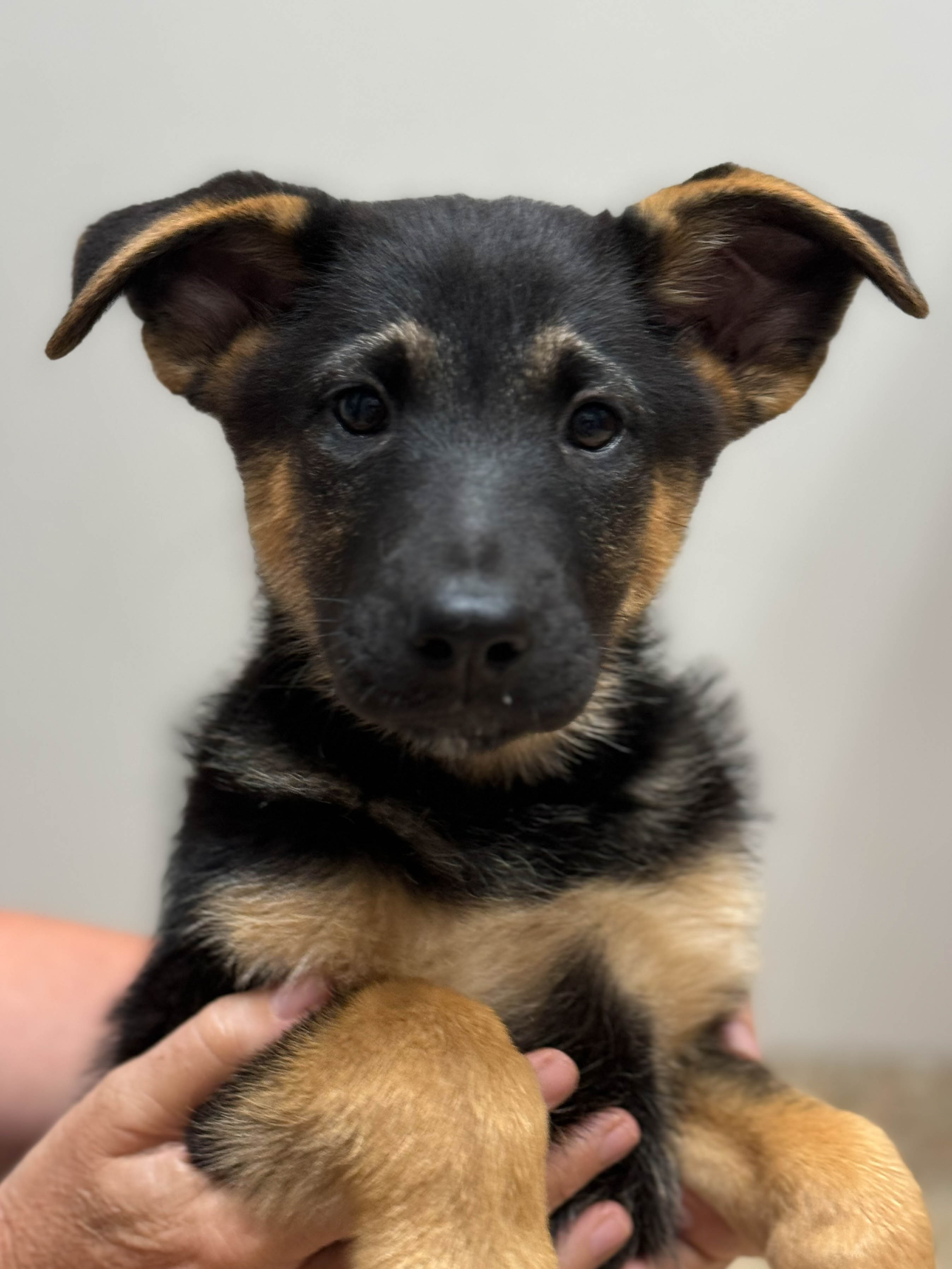 mia-1 Mia Female German Shepherd Available for Adoption