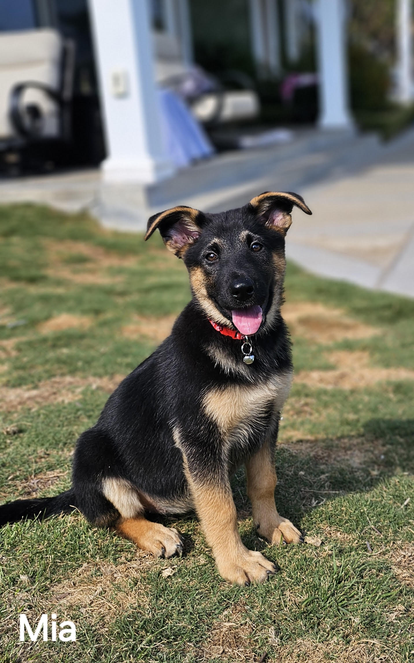 mia Mia Female German Shepherd Available for Adoption