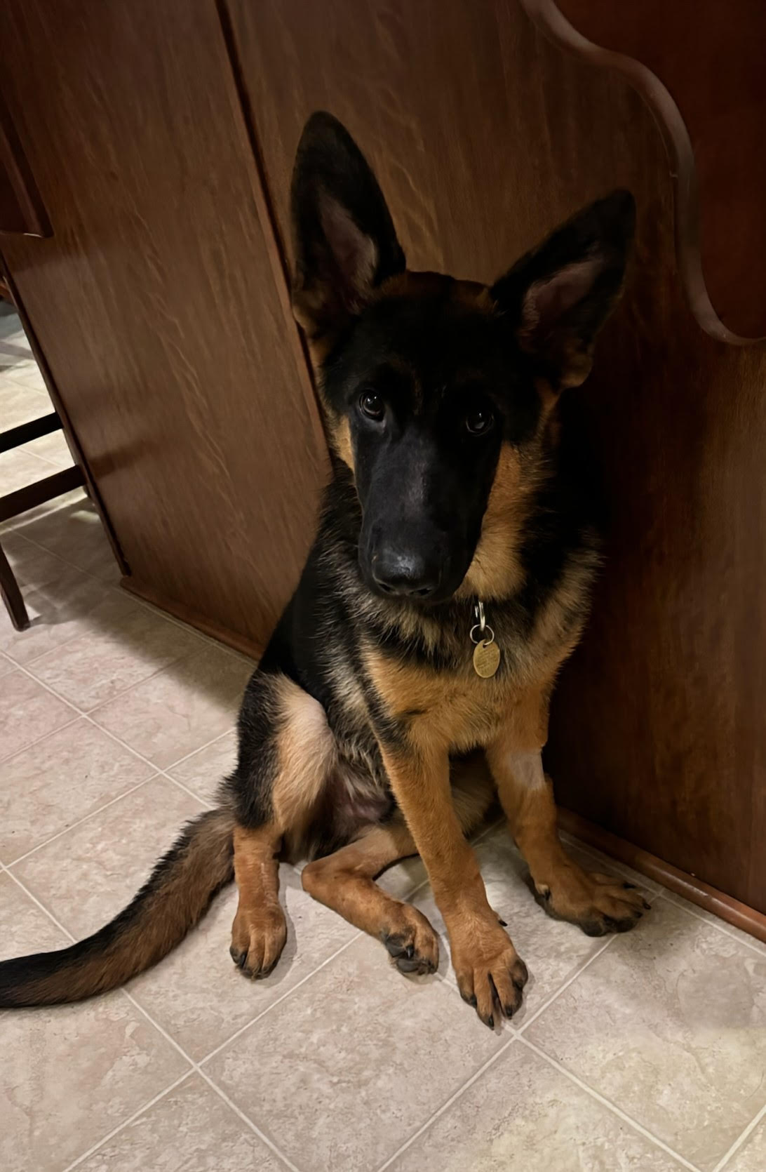 puma-new-2 Puma Female German Shepherd Available for Adoption