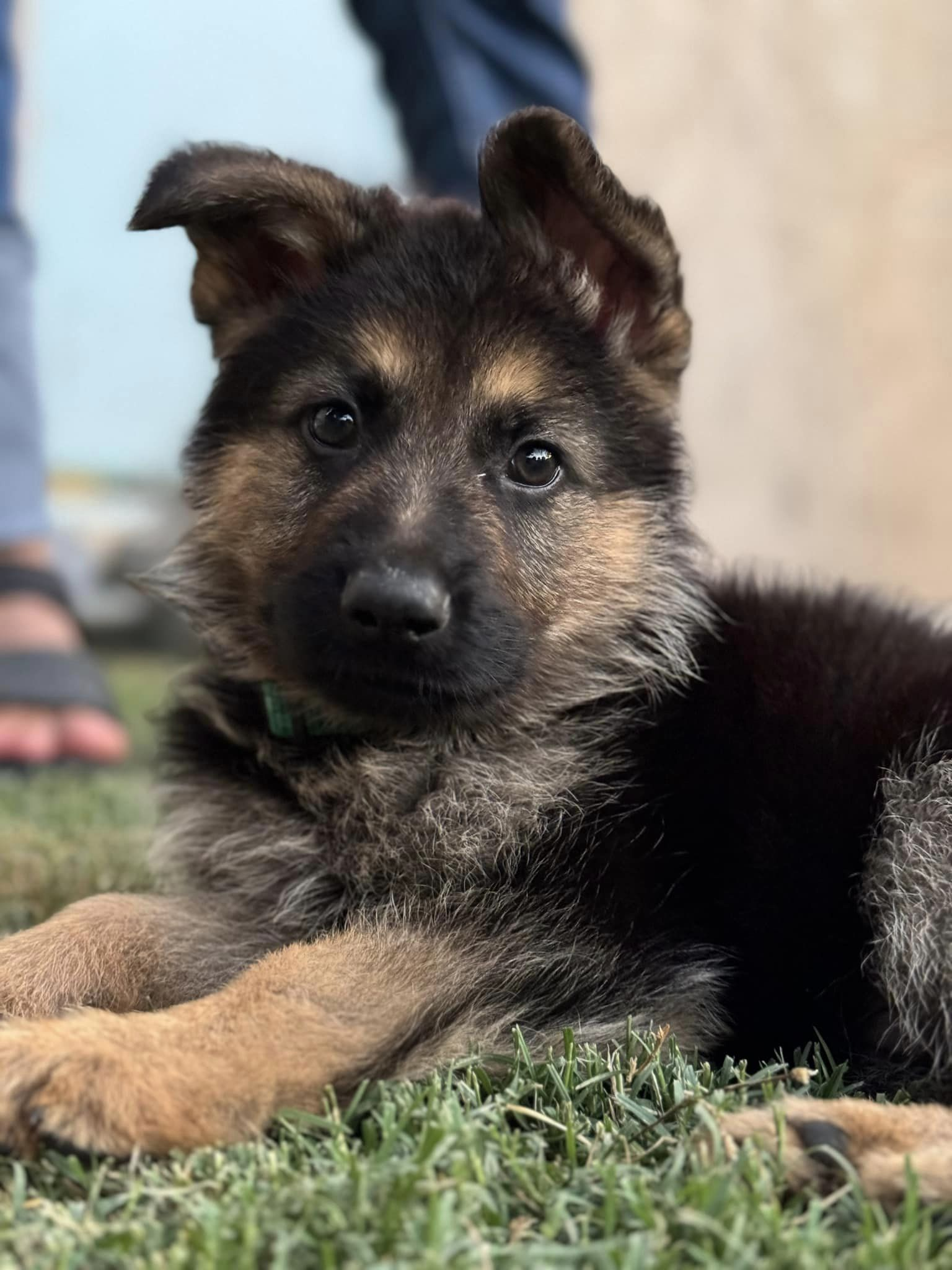 spartacus1 Spartacus Male German Shepherd Available for Adoption