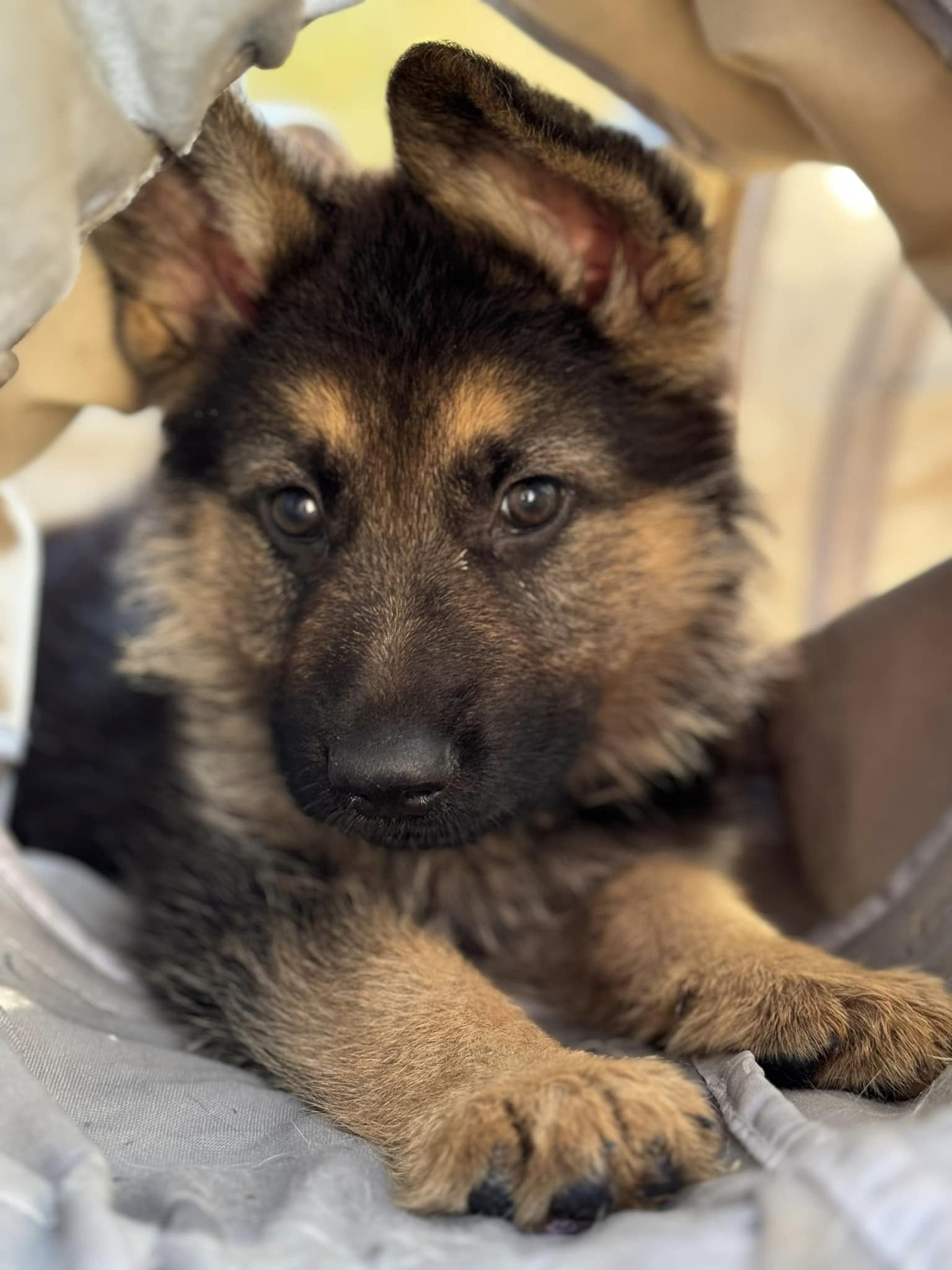 spartacus2 Spartacus Male German Shepherd Available for Adoption