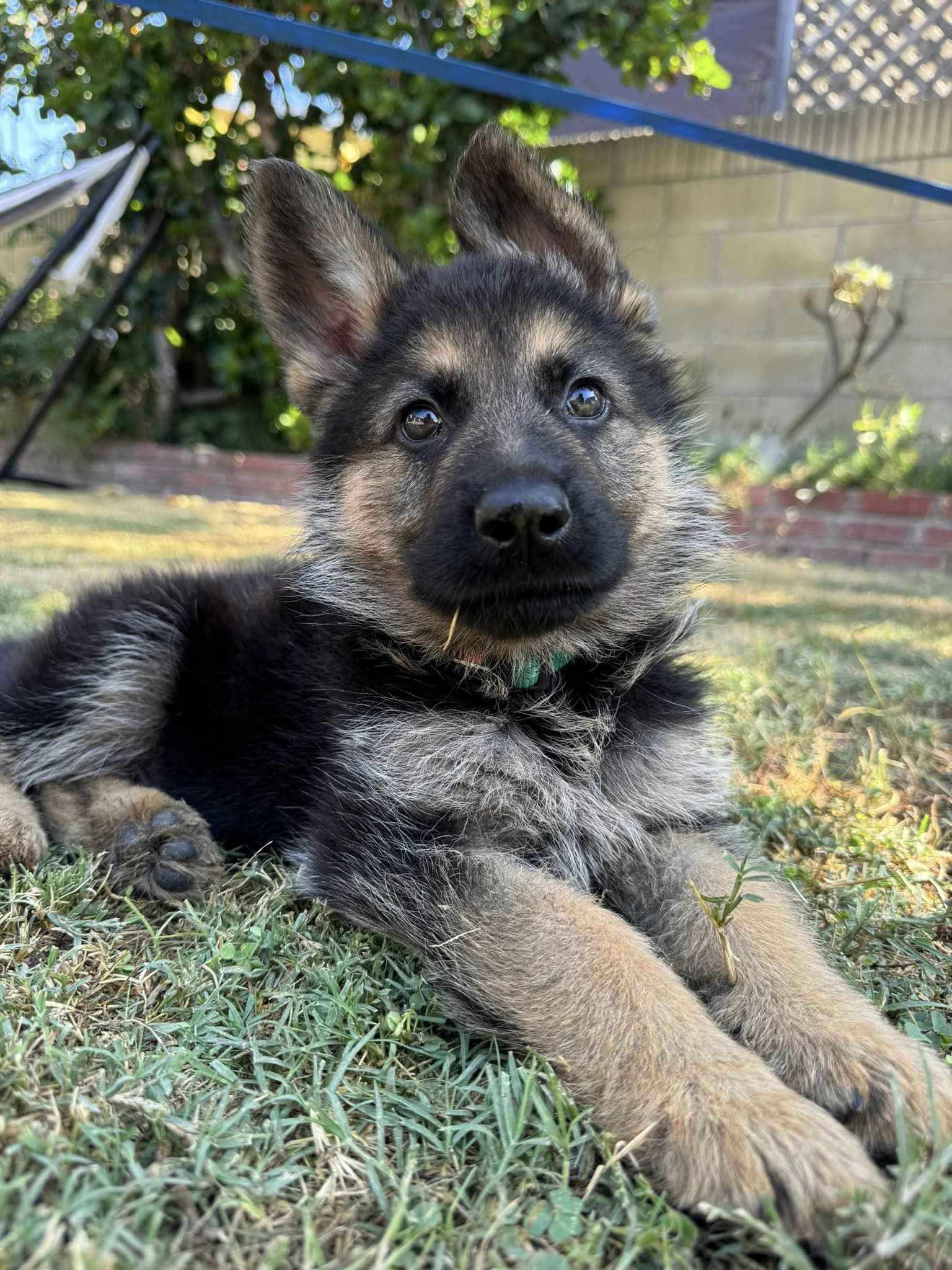 spartacus3png Spartacus Male German Shepherd Available for Adoption