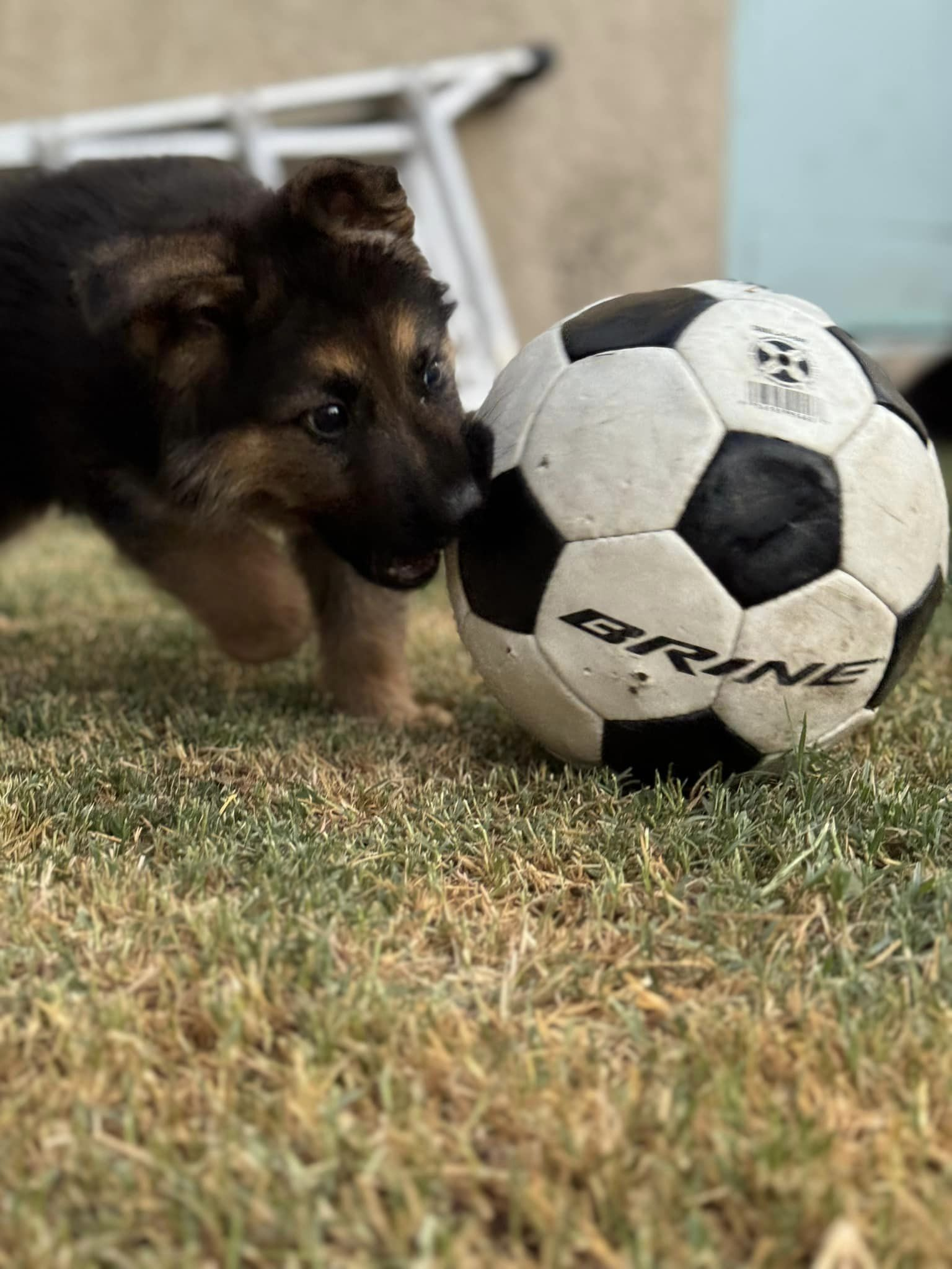 spartacus4 Spartacus Male German Shepherd Available for Adoption