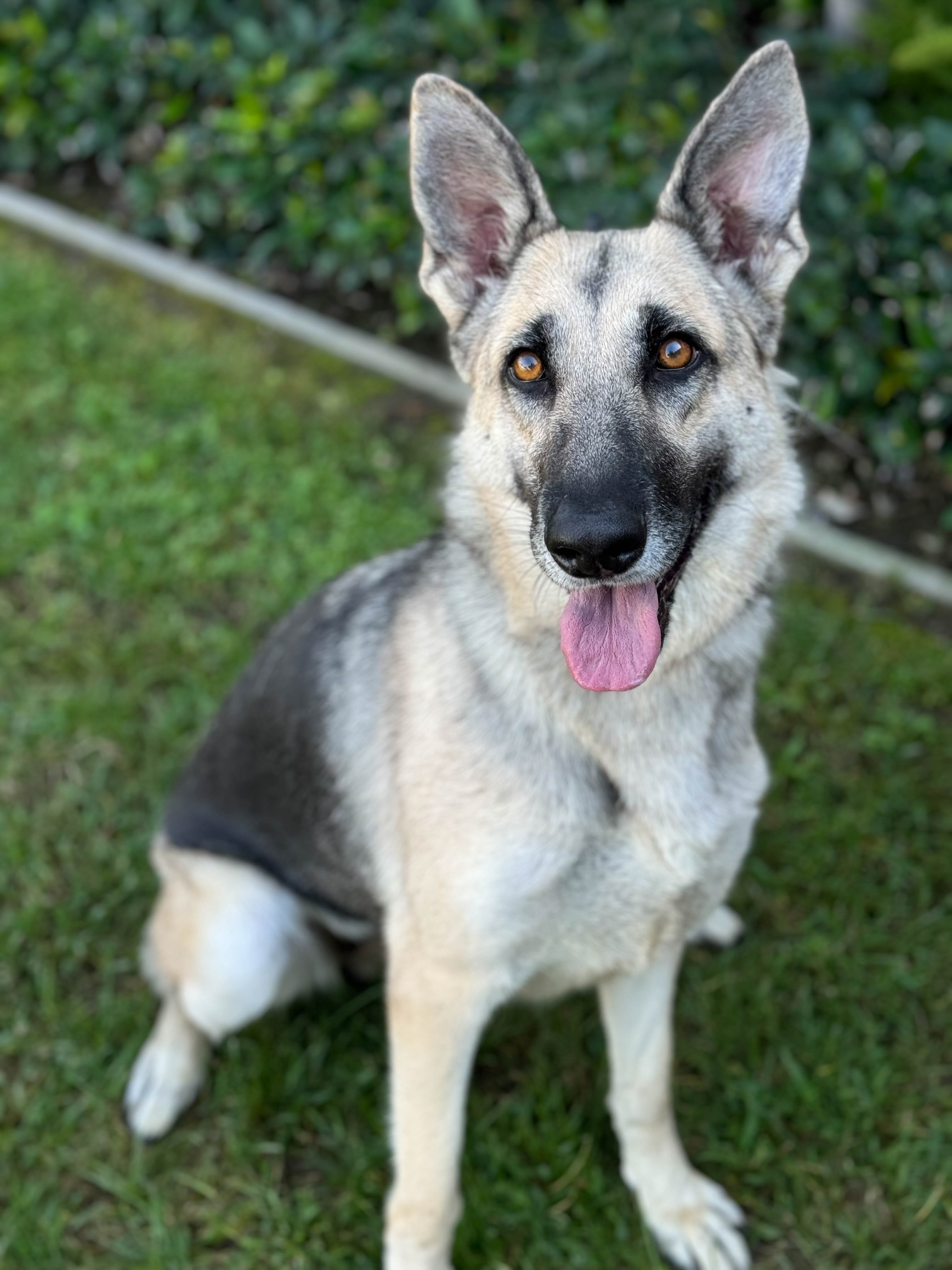 Abby4 Abby Available for Adoption