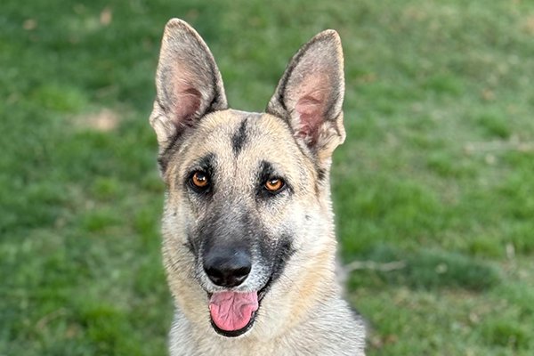 Abby Female German Shepherd Available for Adoption