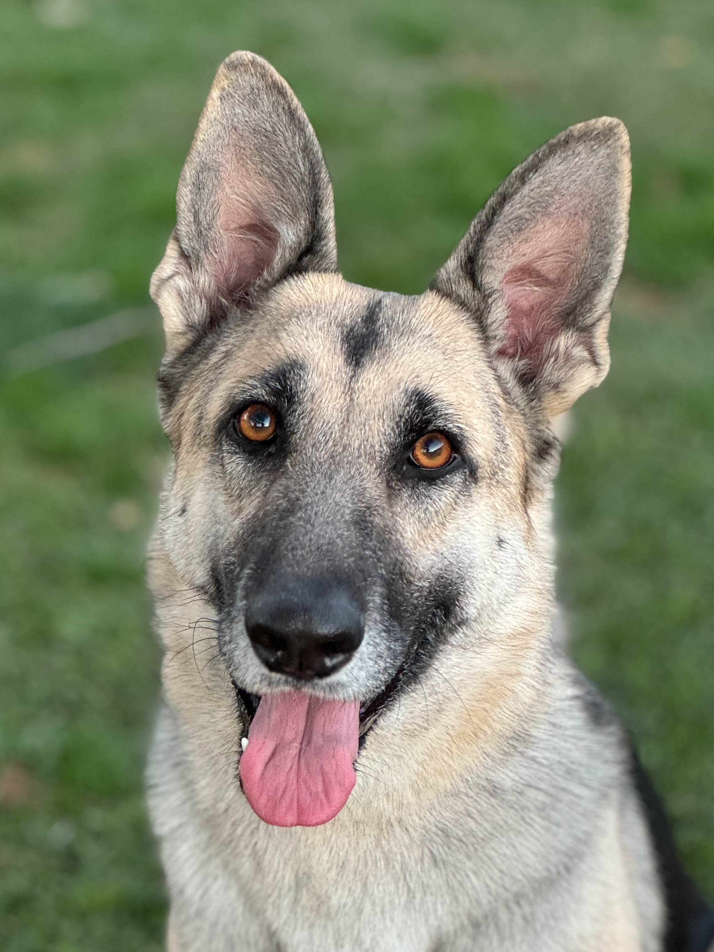 abby1 Abby Female German Shepherd Available for Adoption