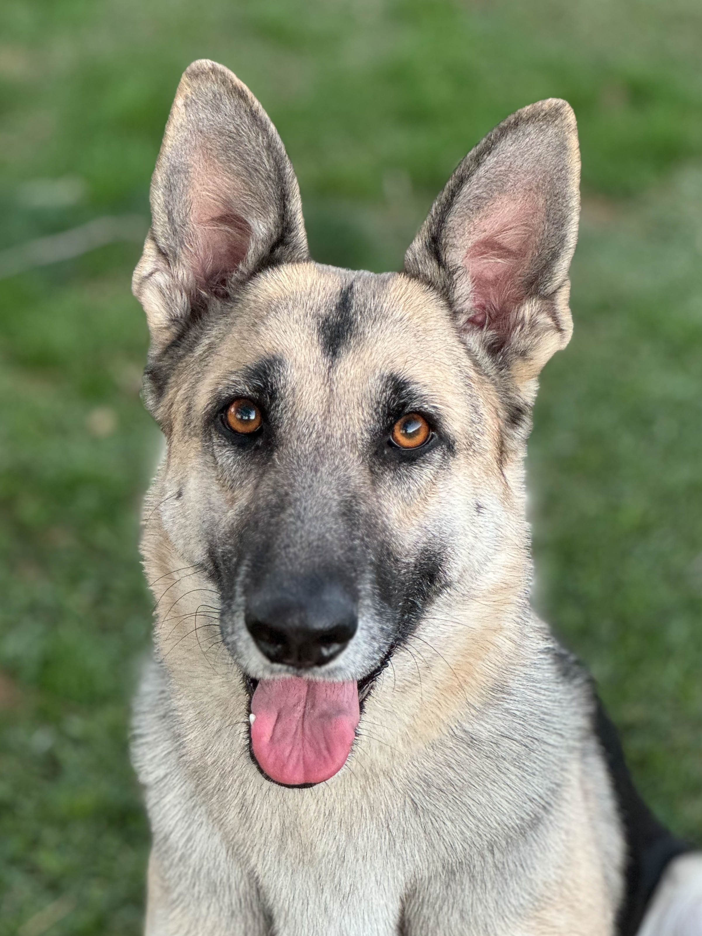 abby2 Abby Female German Shepherd Available for Adoption