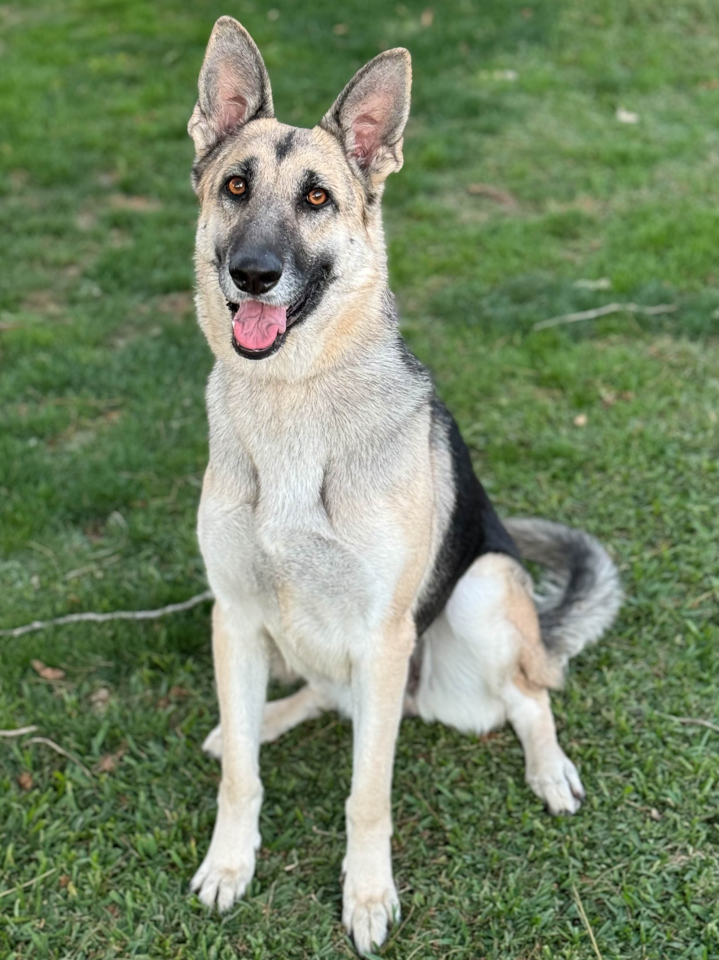 abby3 Abby Female German Shepherd Available for Adoption