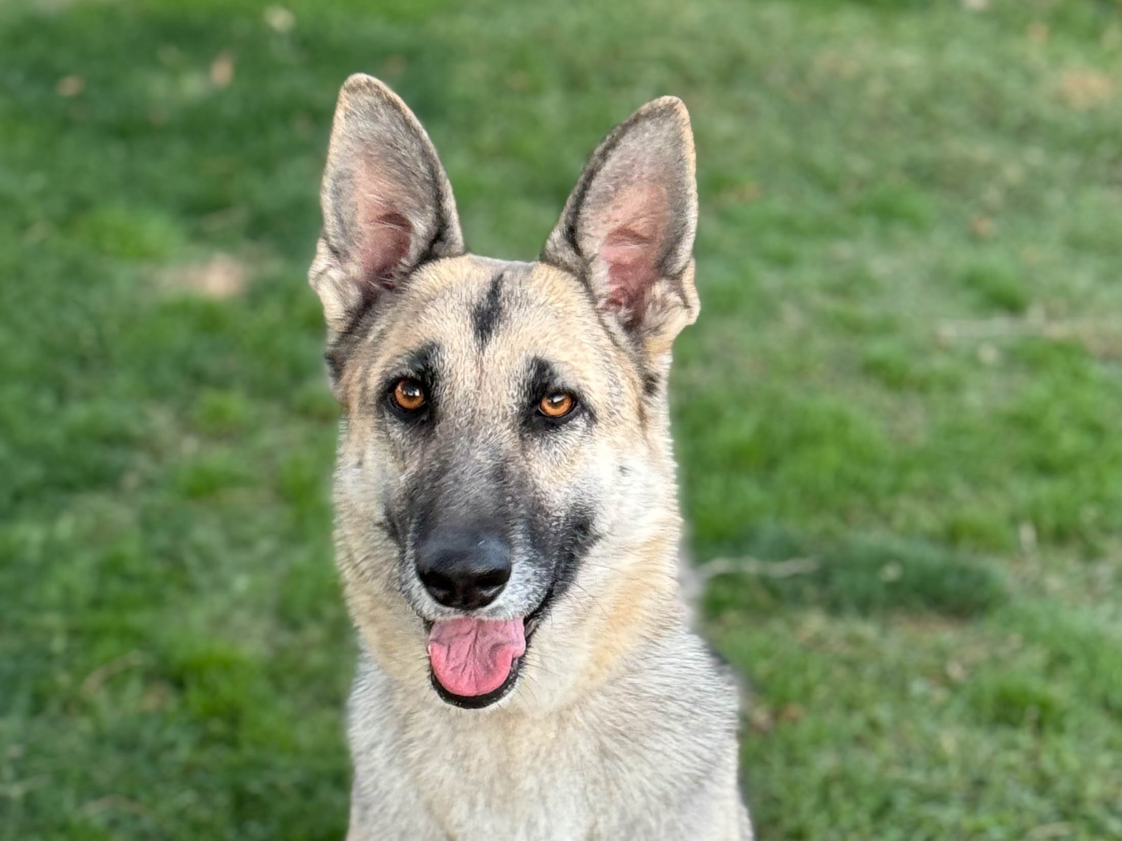abby4 Abby Female German Shepherd Available for Adoption