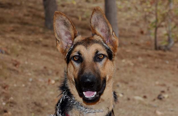 Harry Male German Shepherd Available for Adoption