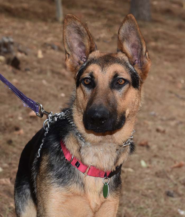 Harry1 Harry Male German Shepherd Available for Adoption