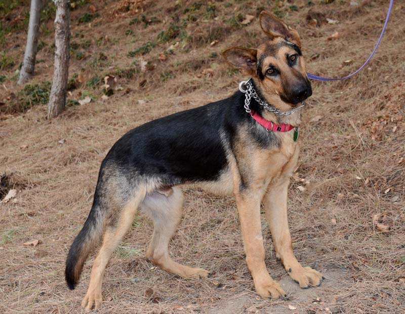 Harry3 Harry Male German Shepherd Available for Adoption