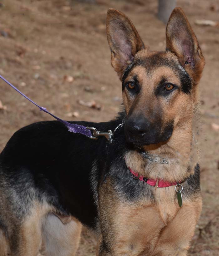 Harry4 Harry Male German Shepherd Available for Adoption