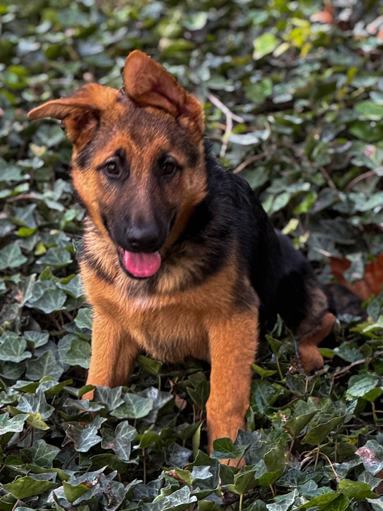 cassey-1 Cassey German Shepherd Puppy Available for Adoption