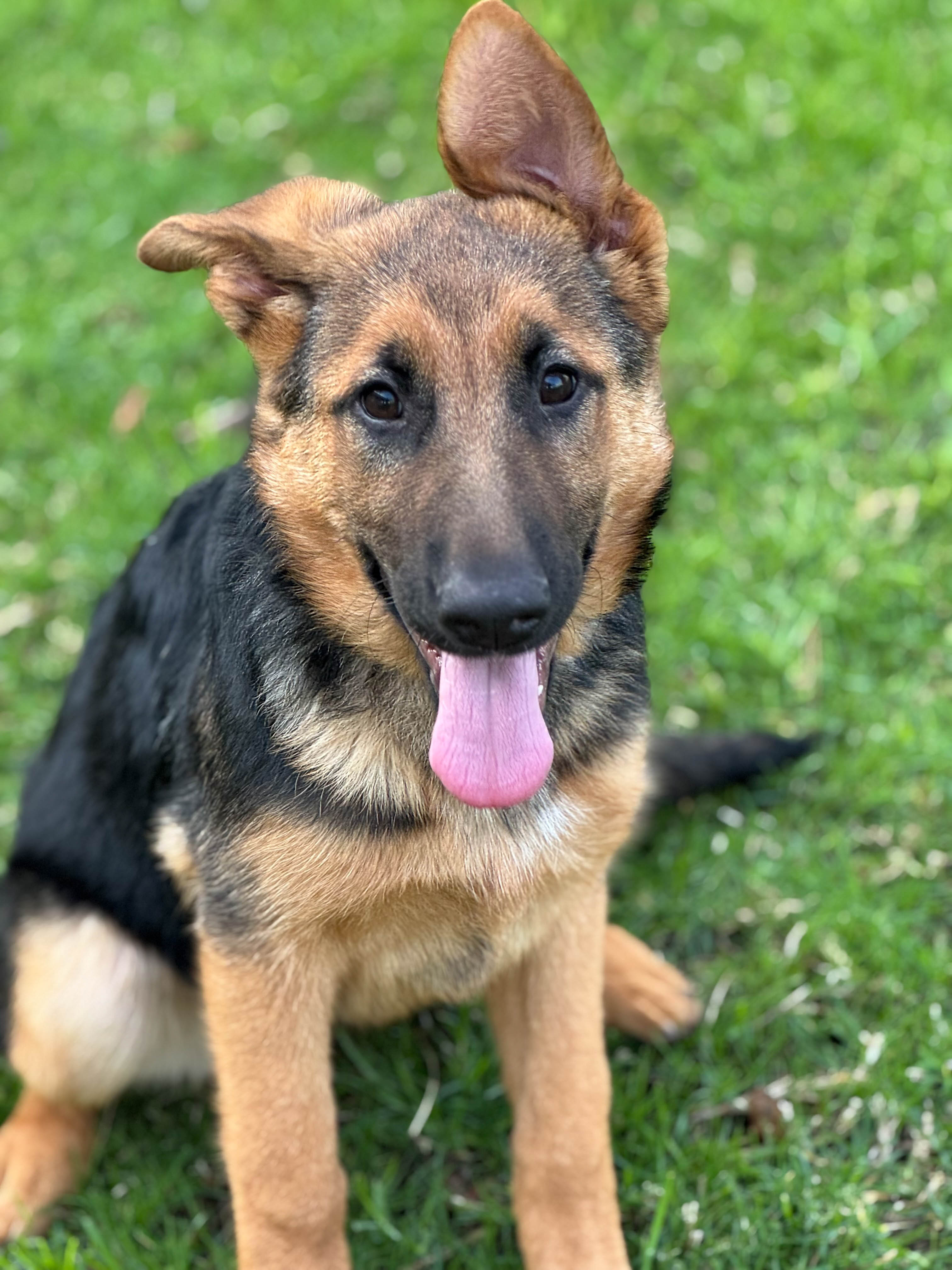 cassey-2 Cassey German Shepherd Puppy Available for Adoption