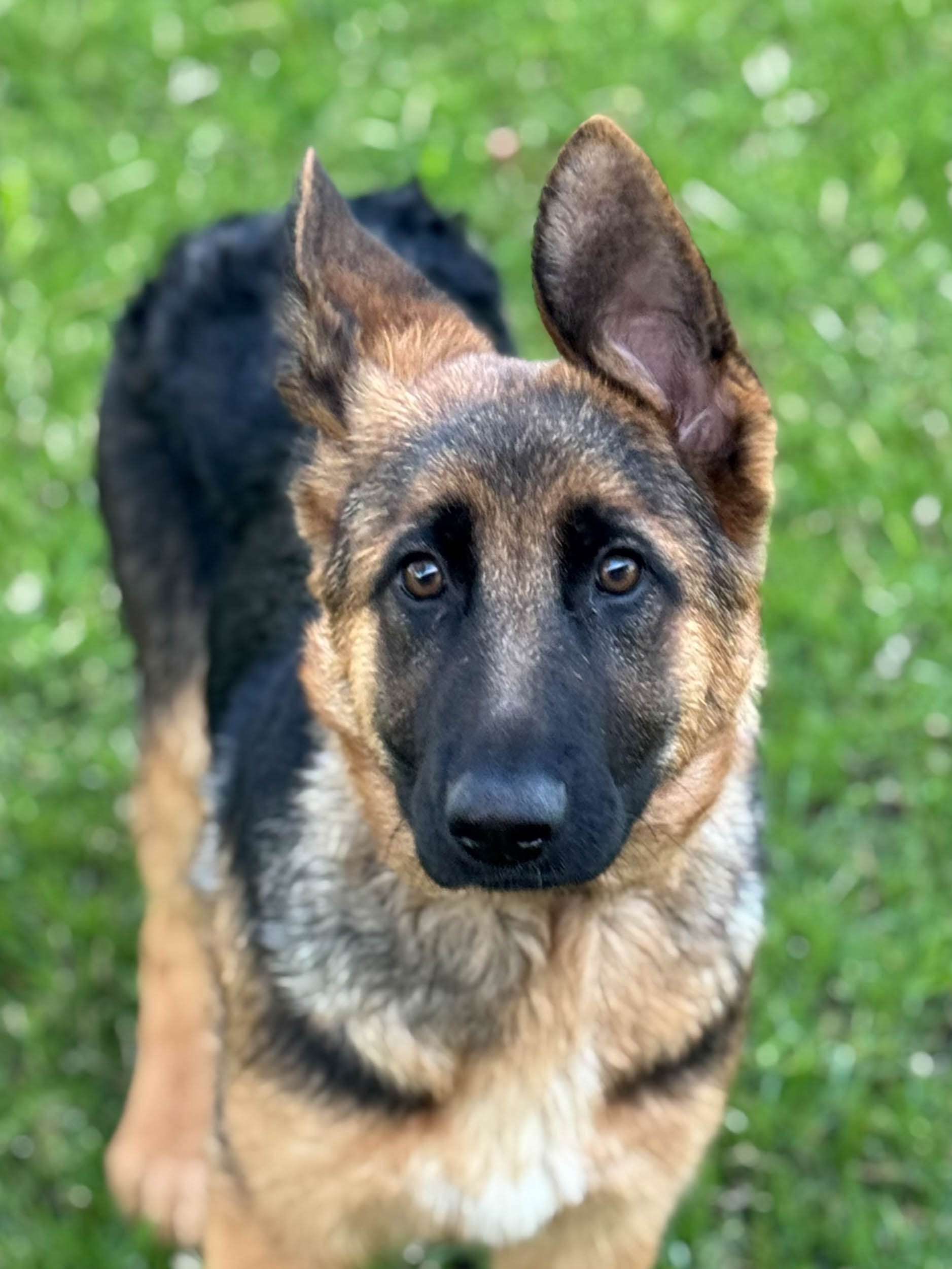 Lacey German Shepherd Puppy Available for Adoption