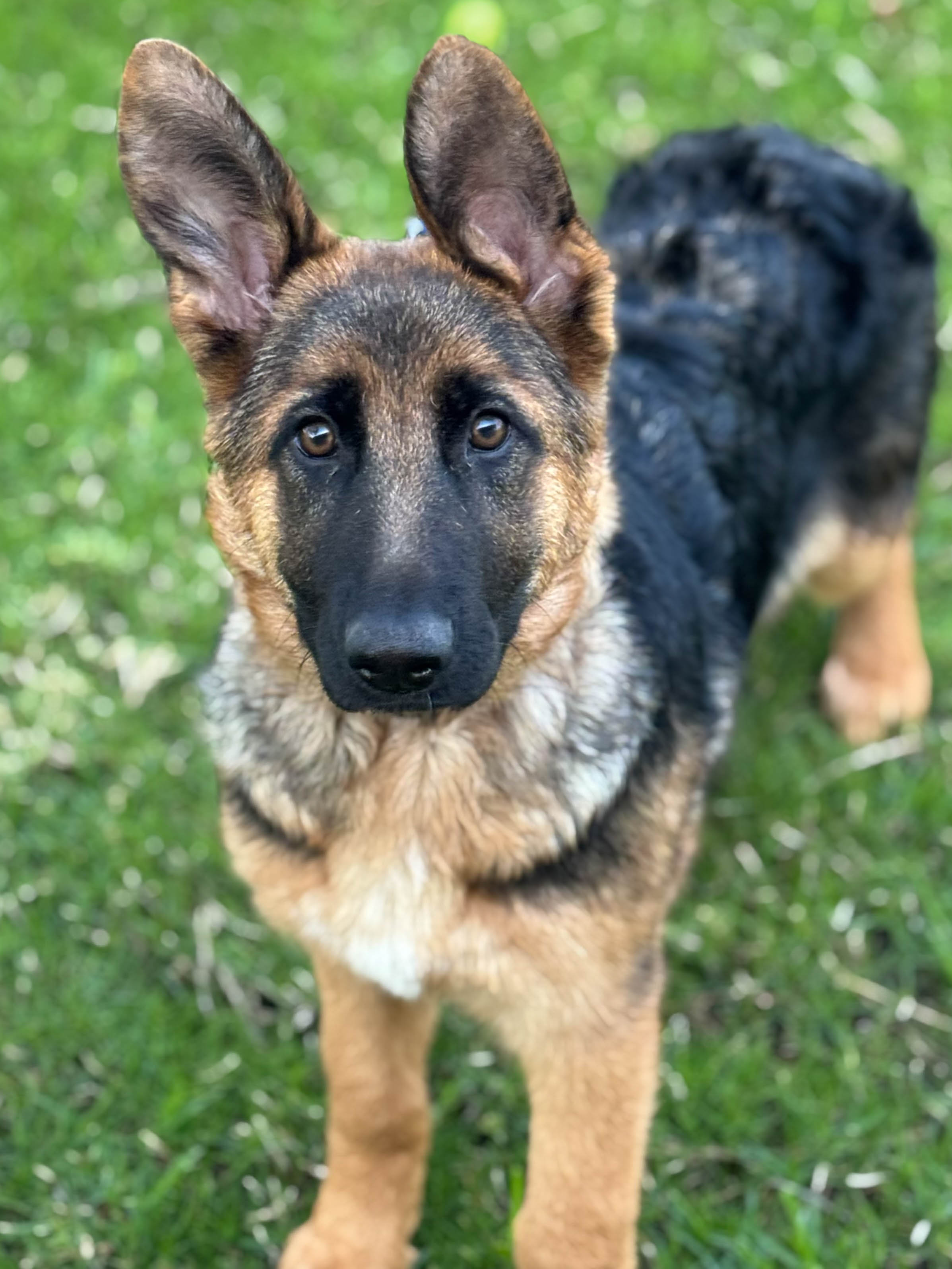 Lacey German Shepherd Puppy Available for Adoption