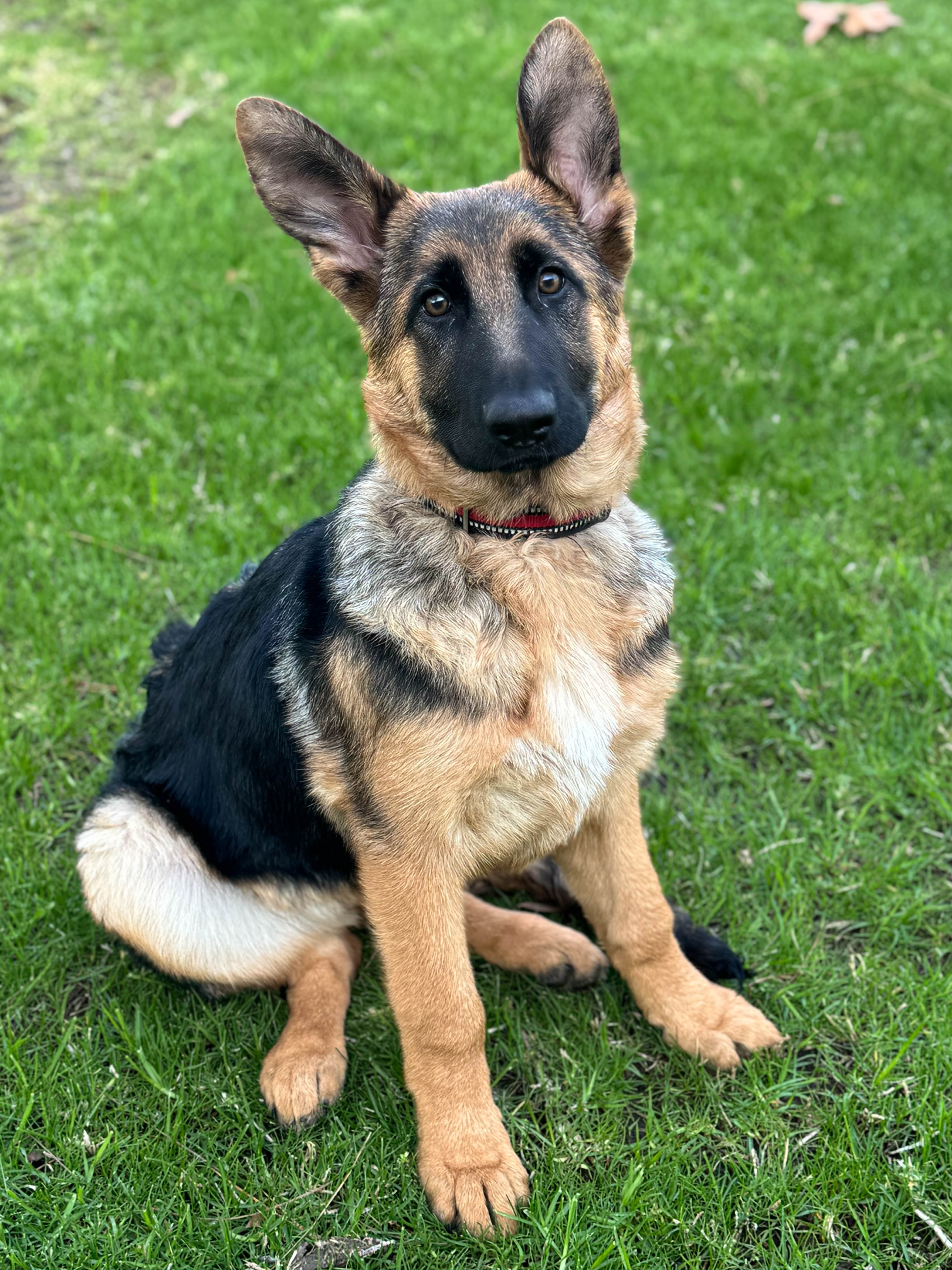 Lacey German Shepherd Puppy Available for Adoption